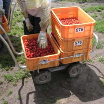 富良野の職人たち