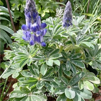 紫のアメジストセージ、薄紫のダルマギク - * m's small garden 紫のアメジストセージ、薄紫のダルマギク - * m's small garden