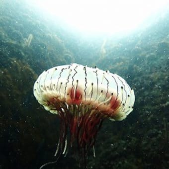 暑い!!癒しを求めて水中へダイブ～楽しい1日です