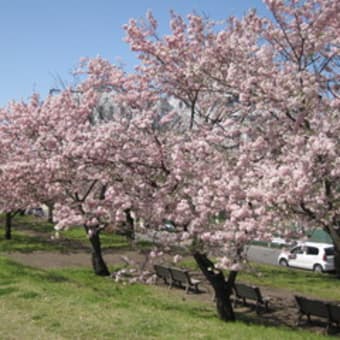 思川桜２０１６