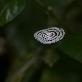アマミウズグモの隠れ帯