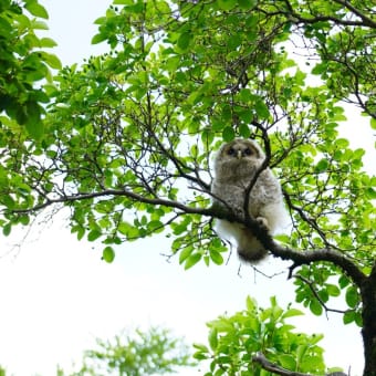 深大寺の境内にフクロウ現れる。