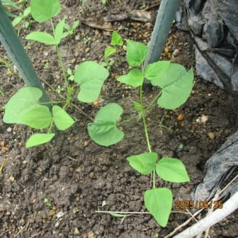 ２０２５年６月下旬　畑の様子（ミニ・大玉トマトなど、夏野菜を収穫しています。）