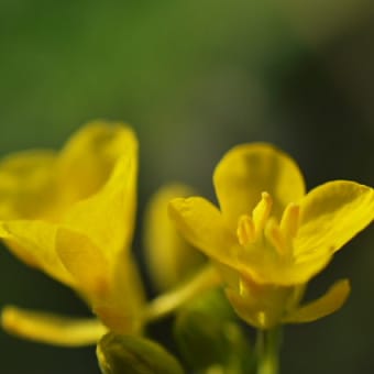 春の息吹、ふまれても根強く生きる野花たち。