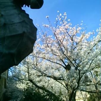 ピクニックエリアの桜