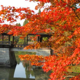 紅葉（古川）