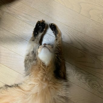 お手上げにゃあ～