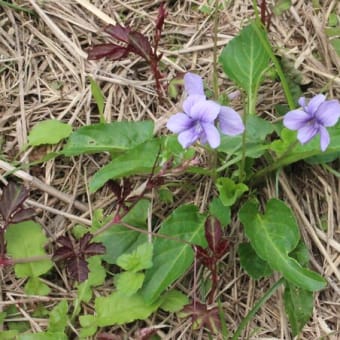 3月に咲いていた花たち