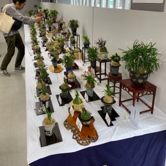 彩と香の富貴蘭展