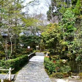 桜の道：南禅寺から銀閣寺へ　４（哲学の道2）