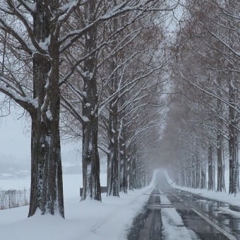 雪のメタセコイア並木