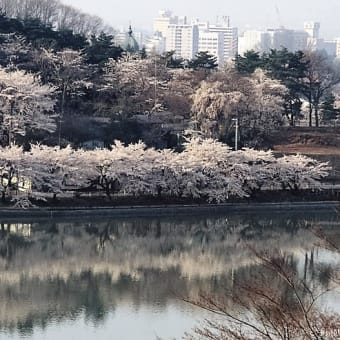 お花見だより⑦　高松の池公園