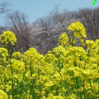 やっとこさ　春だねぇ