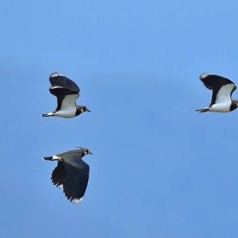 今日の野鳥 ・・ タゲリ ・・今年も ② 。。