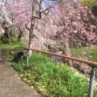 岐阜花🌸だより 清水川周辺