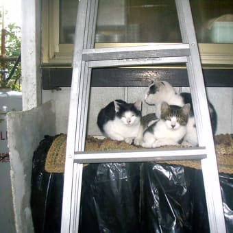 「野良ちゃんは　あしたはあした　風が吹く」　ホームレスキャット川柳