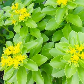 家庭菜園5月の収穫