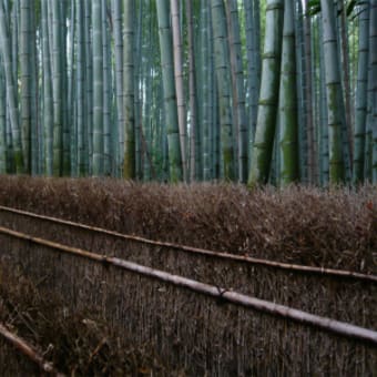 2011年12月3日（土）　祇王寺