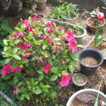 植物アラカルト