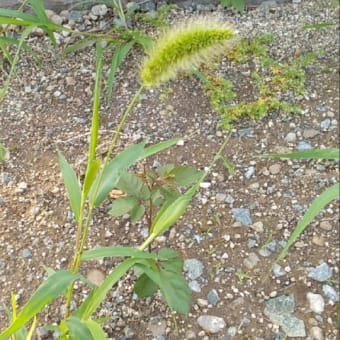 蜘蛛の巣