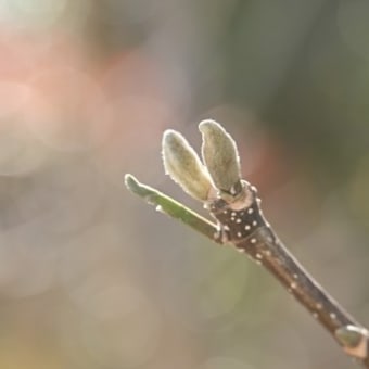 春の声
