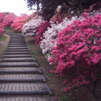 満開のつつじ 笠間つつじ公園