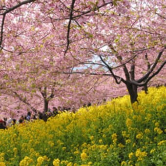 「外科室」というタイトルが満開の桜をバックに出てきます。