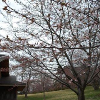 桜が咲き始めました！