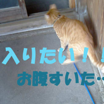 “ｏ(*￣o￣)ｏ”ウキウキ♪