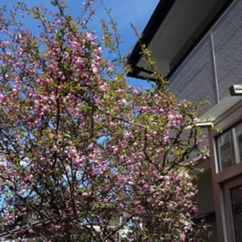我が家の桜の木