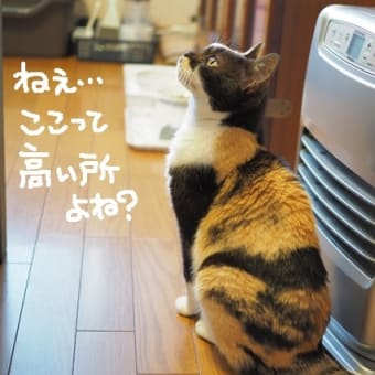 個性的な柄のみい