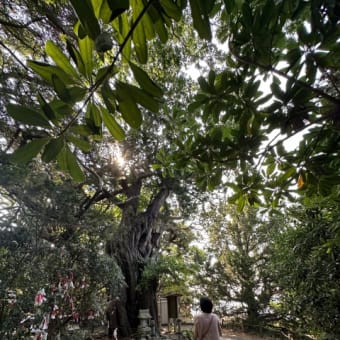 大瀬神社 in 伊豆 土佐との縁