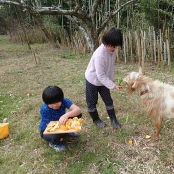 2歳の誕生日（ヤギだけど）