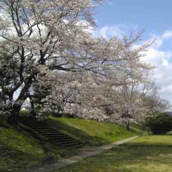 さくら　絶景スポット