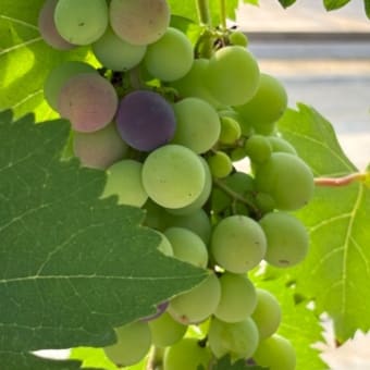田んぼ・雑草