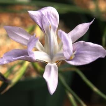 Moraea  モラエア  モレア  南アフリカ産　球根植物　球根・種(タネ)  販売