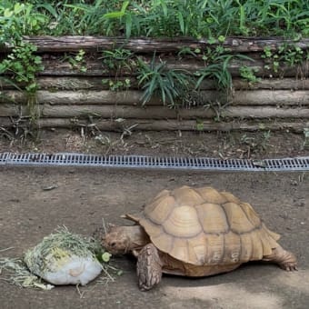 孫と動物園