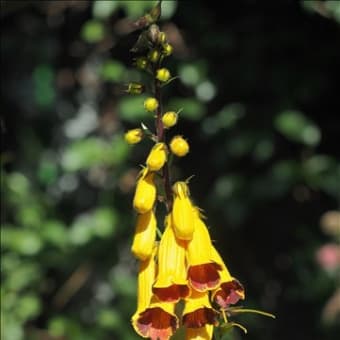 秋咲きの黄色の花3種。 先ずはマツムラソウ、ウンラン・・・