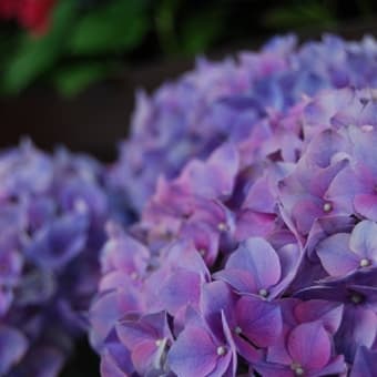 白鳥庭園紫陽花茶会（よしだ麺）