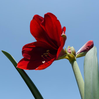 ちいさな花盛りを楽しむ