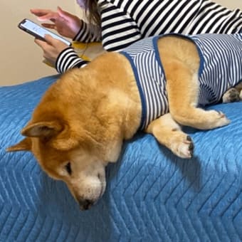 リビングのソファベッド皆が空きを狙っている