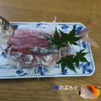 アカアジを食べる