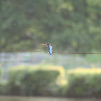 ブログ開設します