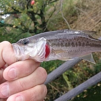 一応ボウズ逃れ！