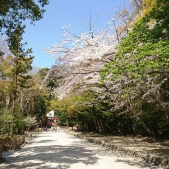 相模川の芝桜と鎌倉八幡様へ