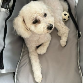 ランちゃんがトリミングに行って来ました　2024年6月20日
