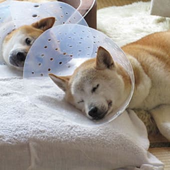6月6日（木）　全員…トイレ散歩