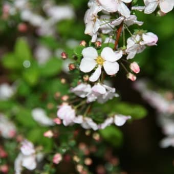 雨の庭