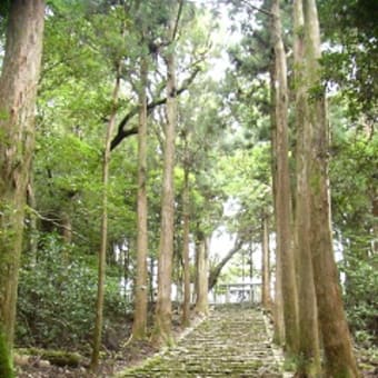 巨杉群にパワーをいただく（横倉山）