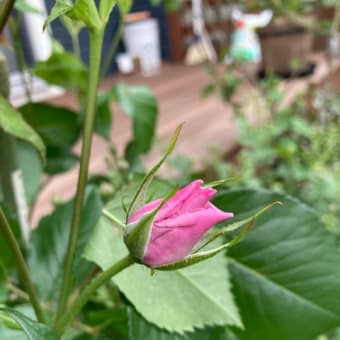ブルーフォーユー、咲きました